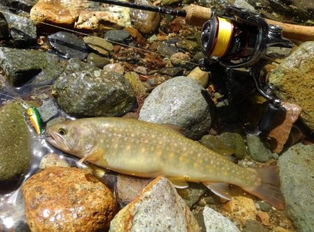 九頭竜川水系でイワナ釣り